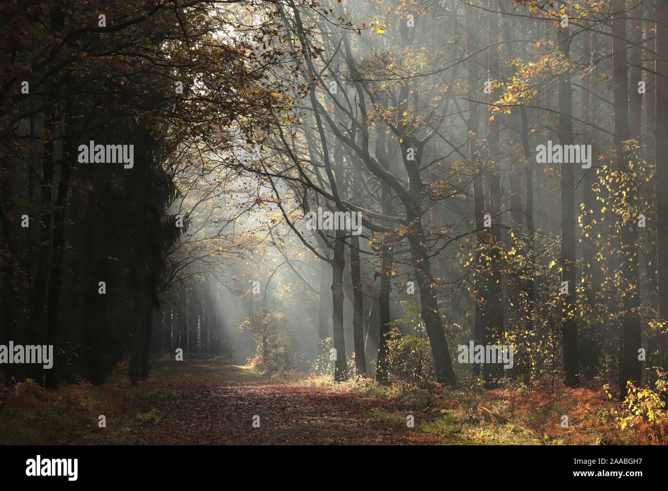 Land straße durch den späten Herbst Wald im Nebel bei Sonnenaufgang nach Regenfällen. Stockfoto