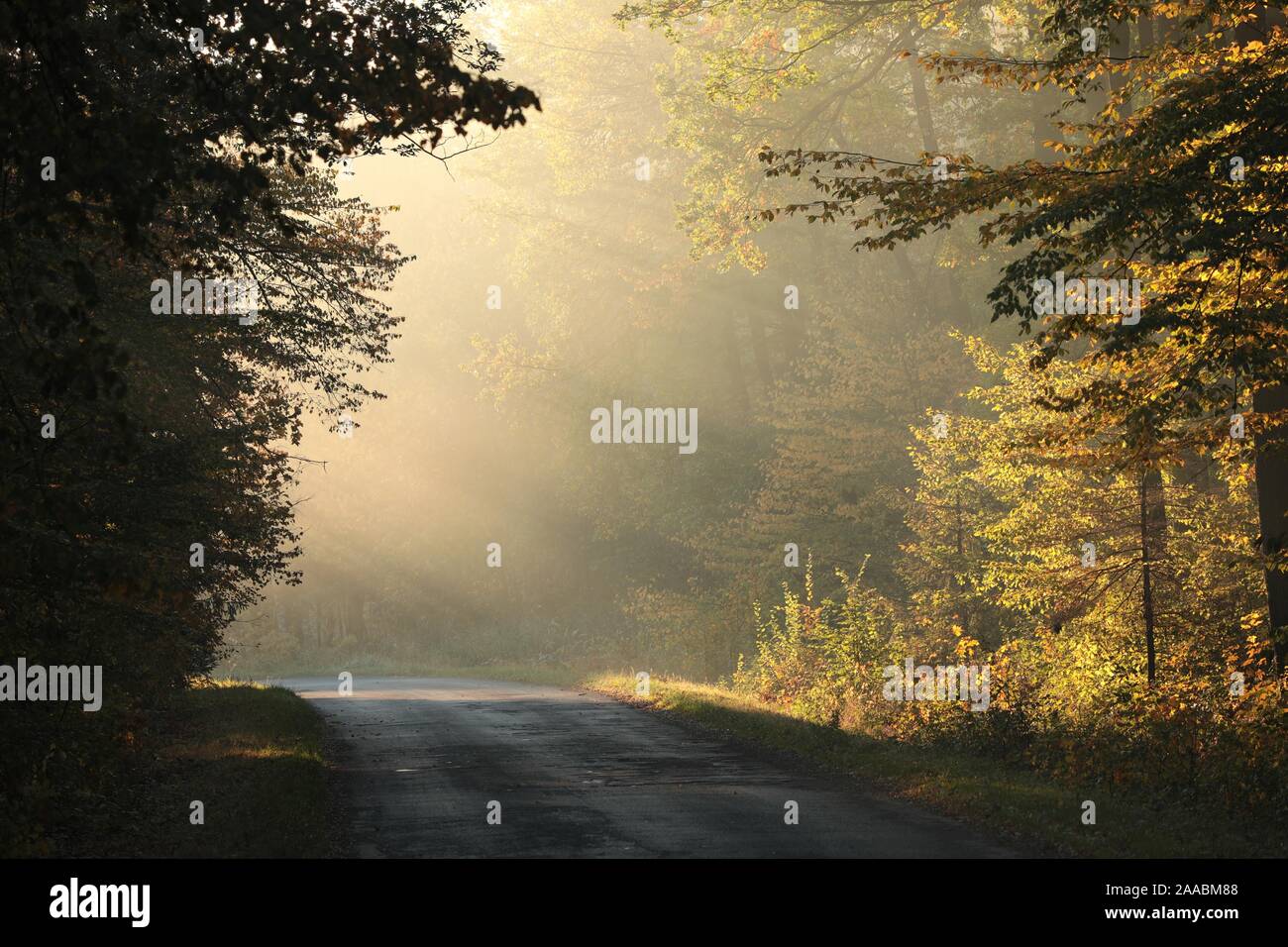 Herbst Laubwald auf einem sonnigen nebeliger Morgen. Stockfoto