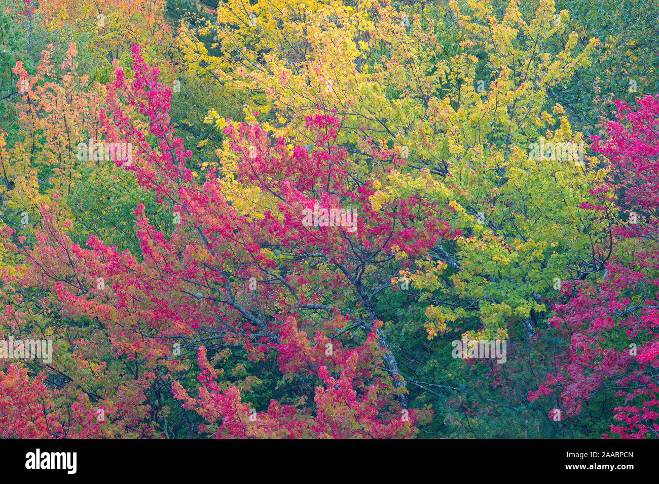 Eagle Lake fallen Farben #1, Acadia National Park, Bar Harbor, Maine Stockfoto