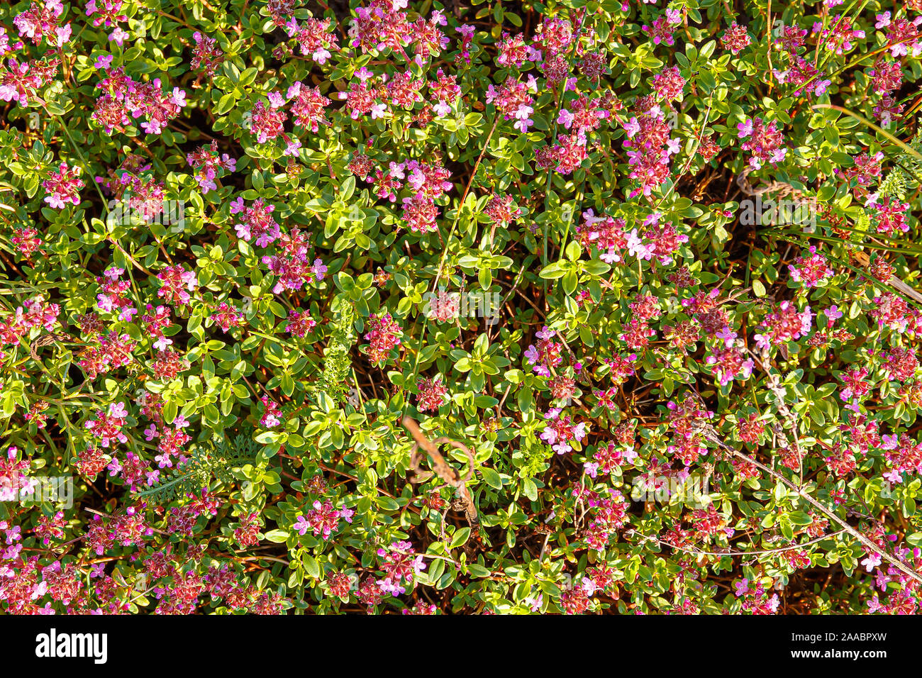 Blühende Thymian Thymian - Thymus serpyllum. Ground Cover Thymian Pflanze für den Steingarten. Stockfoto