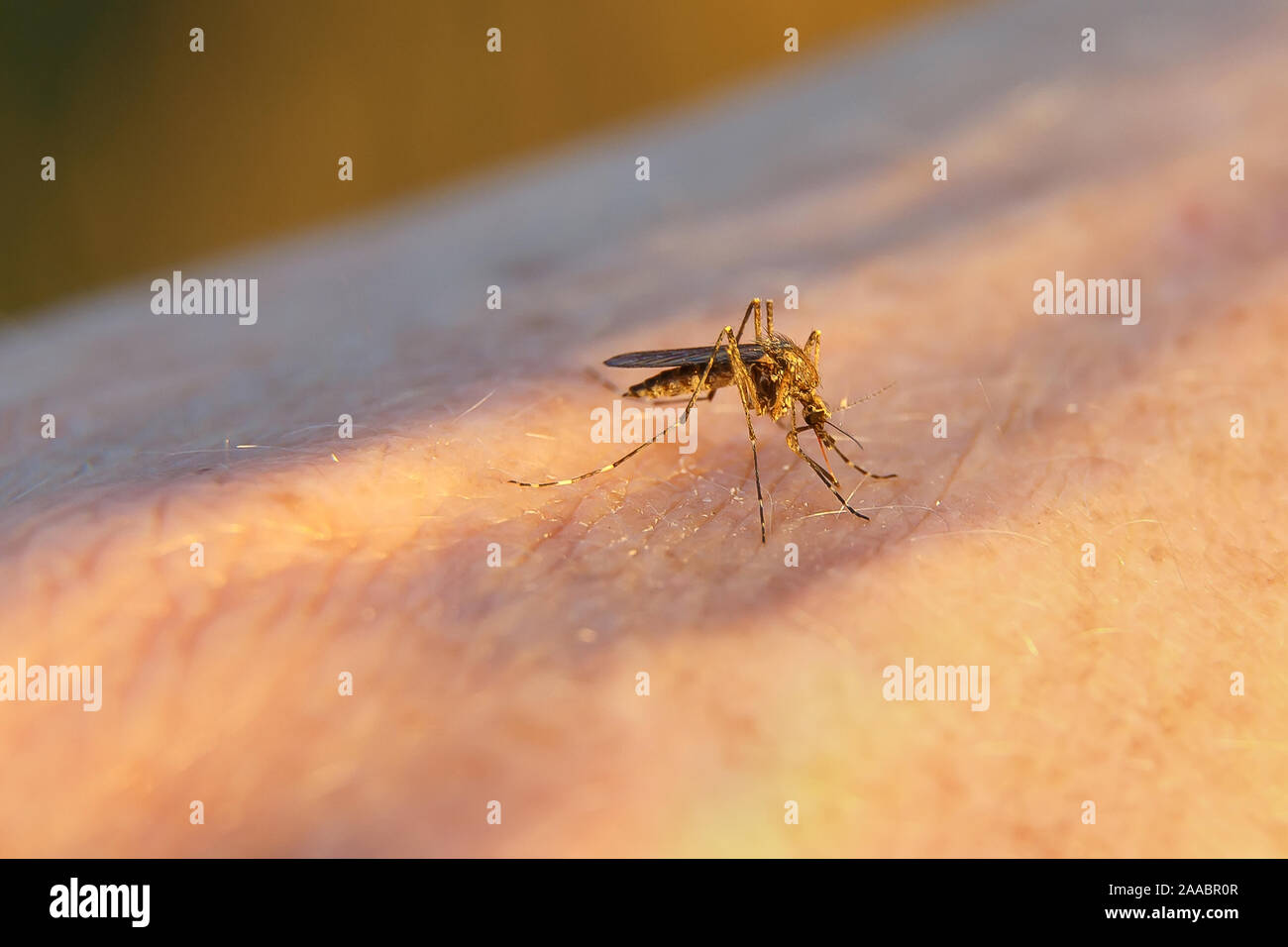 Eine Hand aus einem mückenstich. Moskito Getränke Blut auf dem Arm. Stockfoto