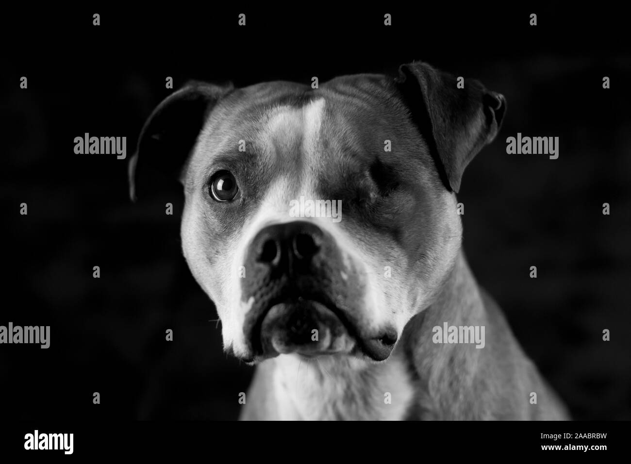 Schwarzweißfoto eines Bulldoggen, Studiofoto mit schwarzem Hintergrund Stockfoto