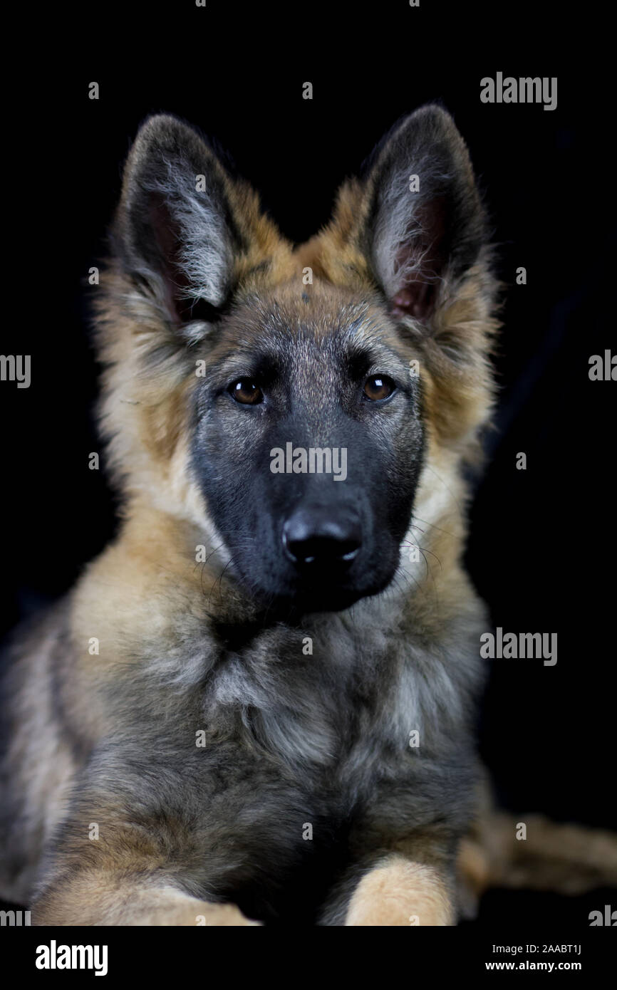 Deutscher Schäferhund Welpen, studio Foto mit schwarzem Hintergrund Stockfoto