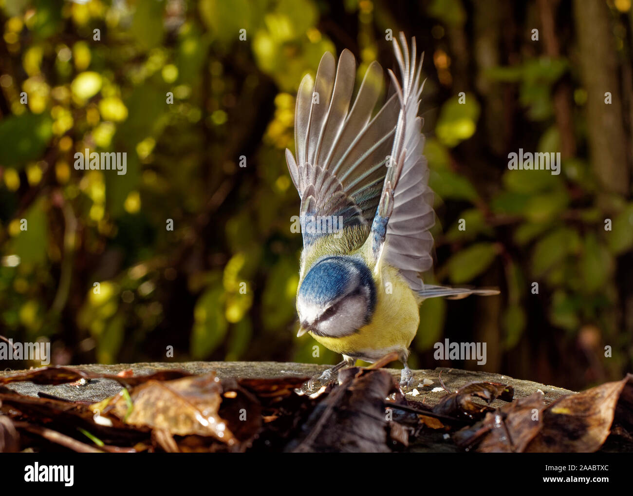 Gartenvögel Stockfoto