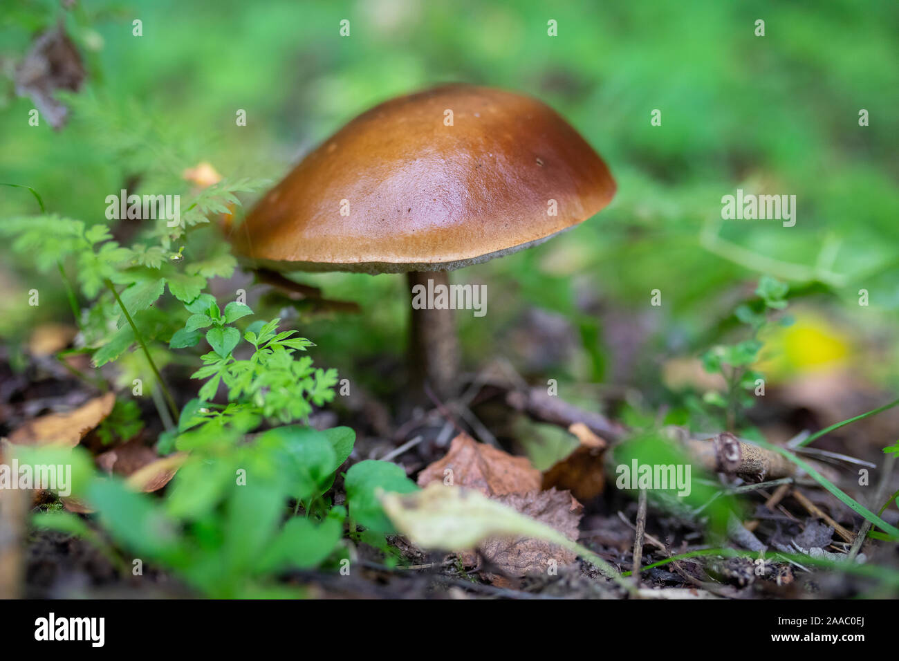 Steinpilz Pilz im Wald, Herbst Erntesaison Stockfoto