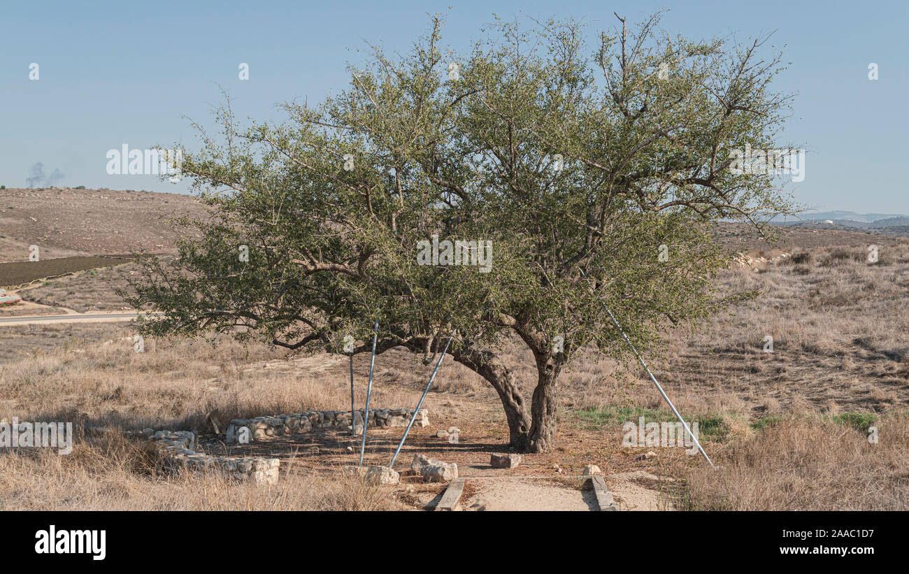 Einen knorrigen alten Christus Thorn jujube Ziziphus Spina-Christi in der Nähe der Kanaaniter gut bei tel Lachisch in Israel nach Norden entfernt Stockfoto