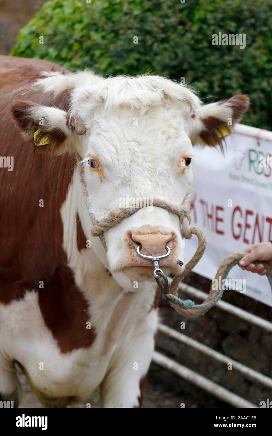 Jock, "Gentle Giant" Hereford Bull, von David Powell, ein gloucestershire - besessene geboren Landwirt, lebt jetzt in viel Marcle, Herefordshire. Er ist ein Fami Stockfoto