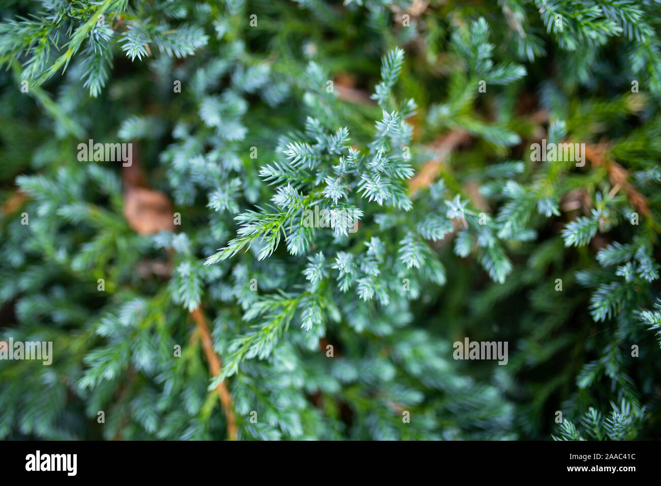 Viele junge Triebe von Blue Spruce, Hintergrund der Zweige im Fokus Stockfoto