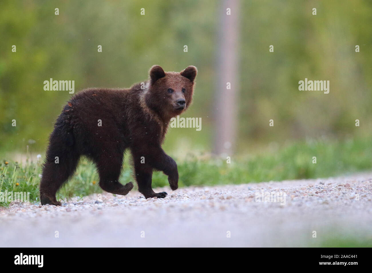 Junge Braunbär (Ursus arctos) zu Fuß auf der Straße in den Wald. Alutaguse, Estland Stockfoto
