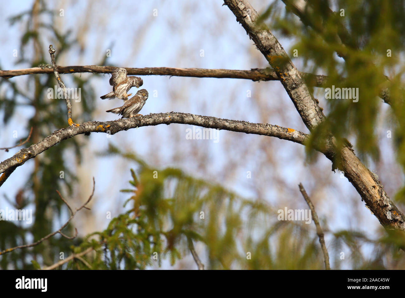 Sperlingskauz (Glaucidium passerinum) Paar Paarung, Estland. März. Stockfoto