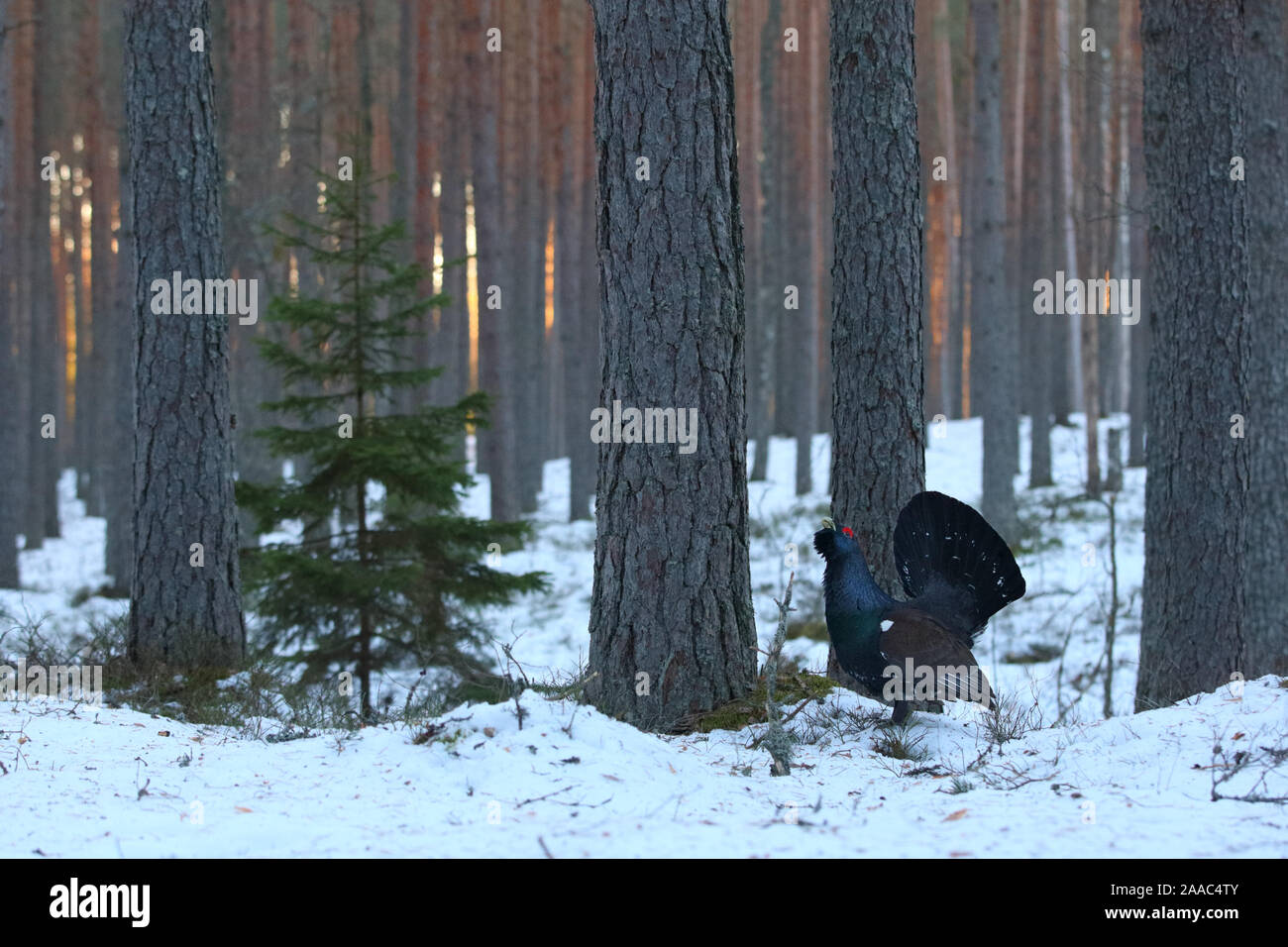 Männlicher westlicher Auerhahn (Tetrao urogallus), der im Kiefernwald, Tartumaa, Südestland, zu sehen ist Stockfoto