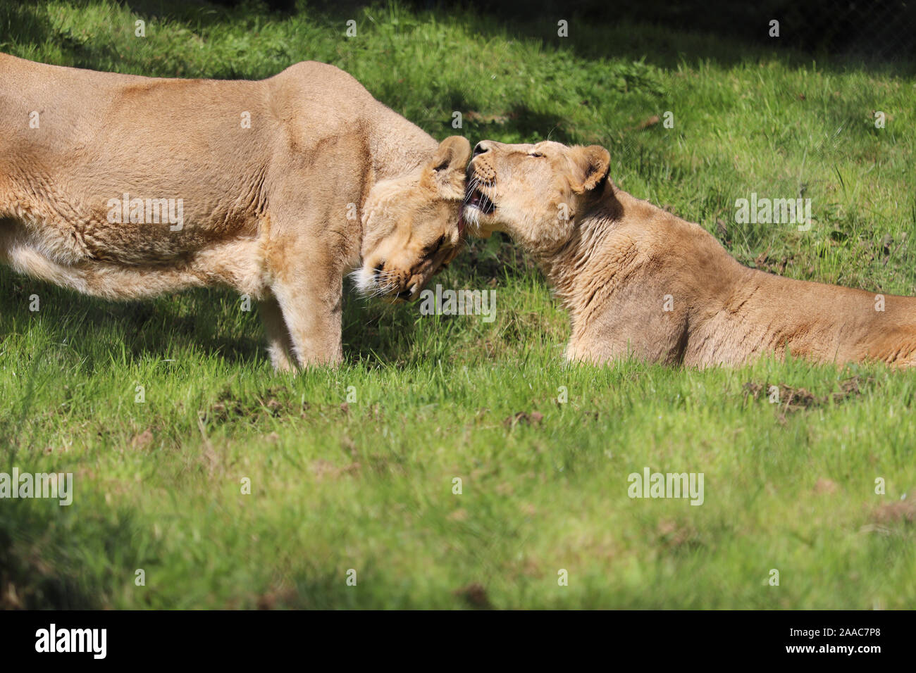 Weibliche asiatische Löwen, Asha & Kyra (Panthera leo persica) Stockfoto