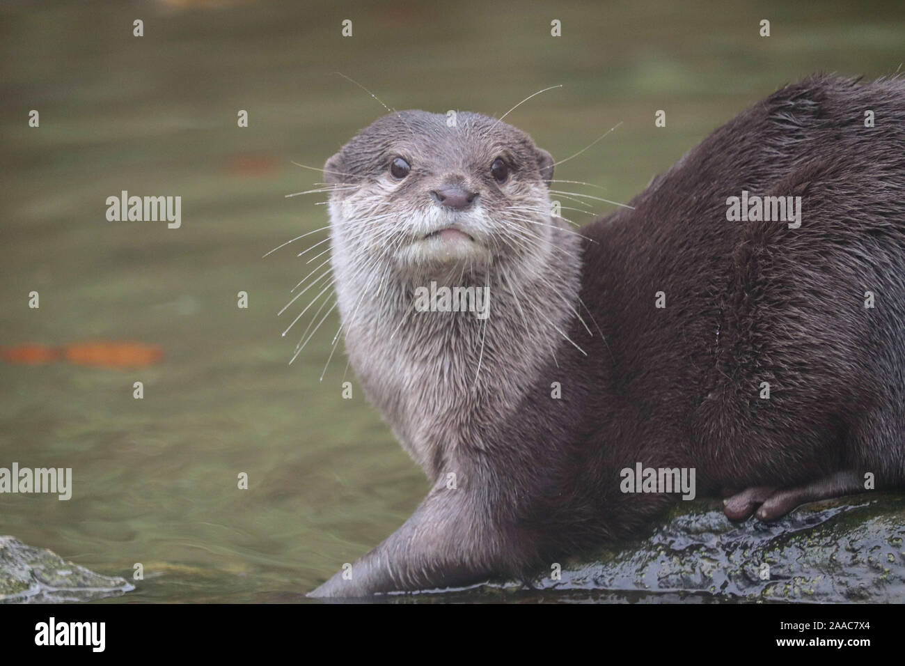 Weibliche asiatische Kurze Krallen Otter, Minnie (Amblonyx cinerea) Stockfoto