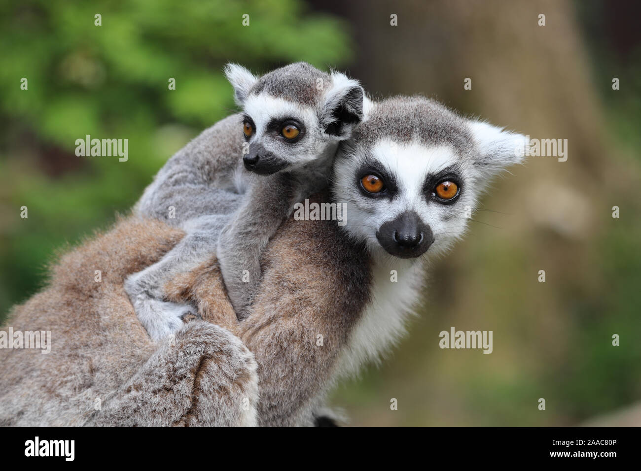 Weibliche Ring-Tailed Lemur mit Baby, Spider (Lemur catta) Stockfoto