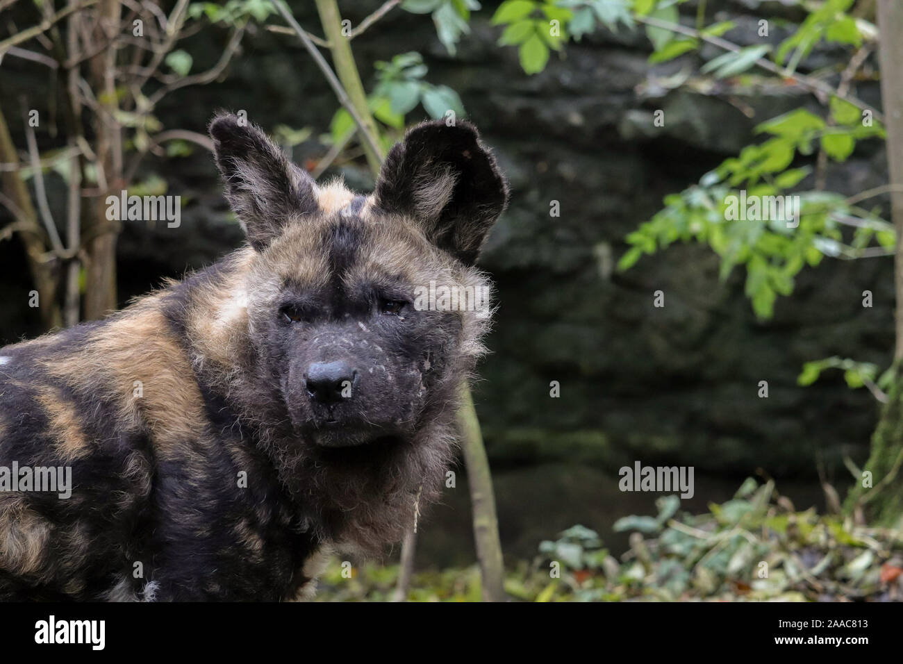 Männliche Afrikanischer Wildhund, Diallo (Lycaon pictus) Stockfoto