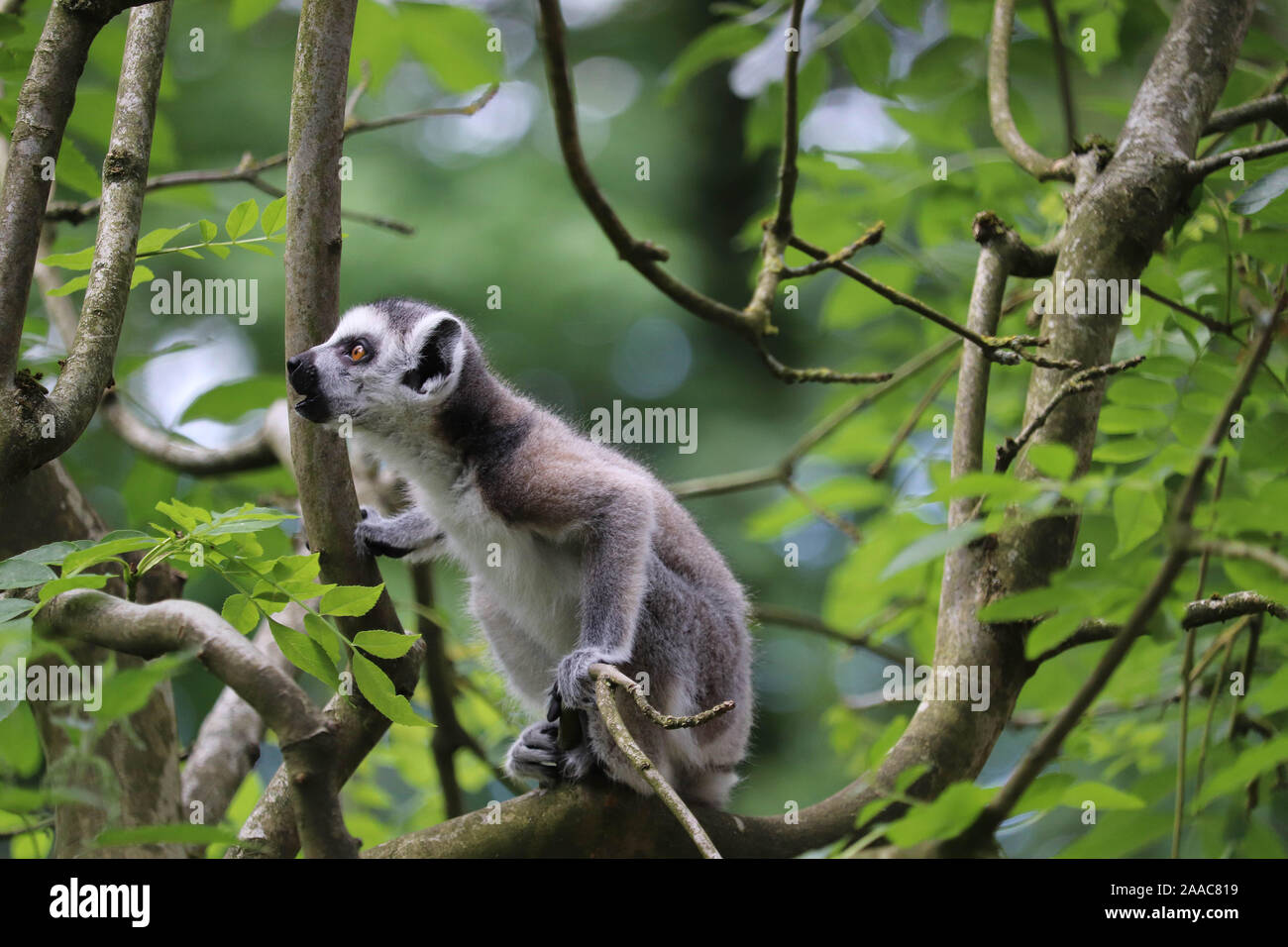 Männliche Ring-Tailed Lemur Spinne (Lemur catta) Stockfoto