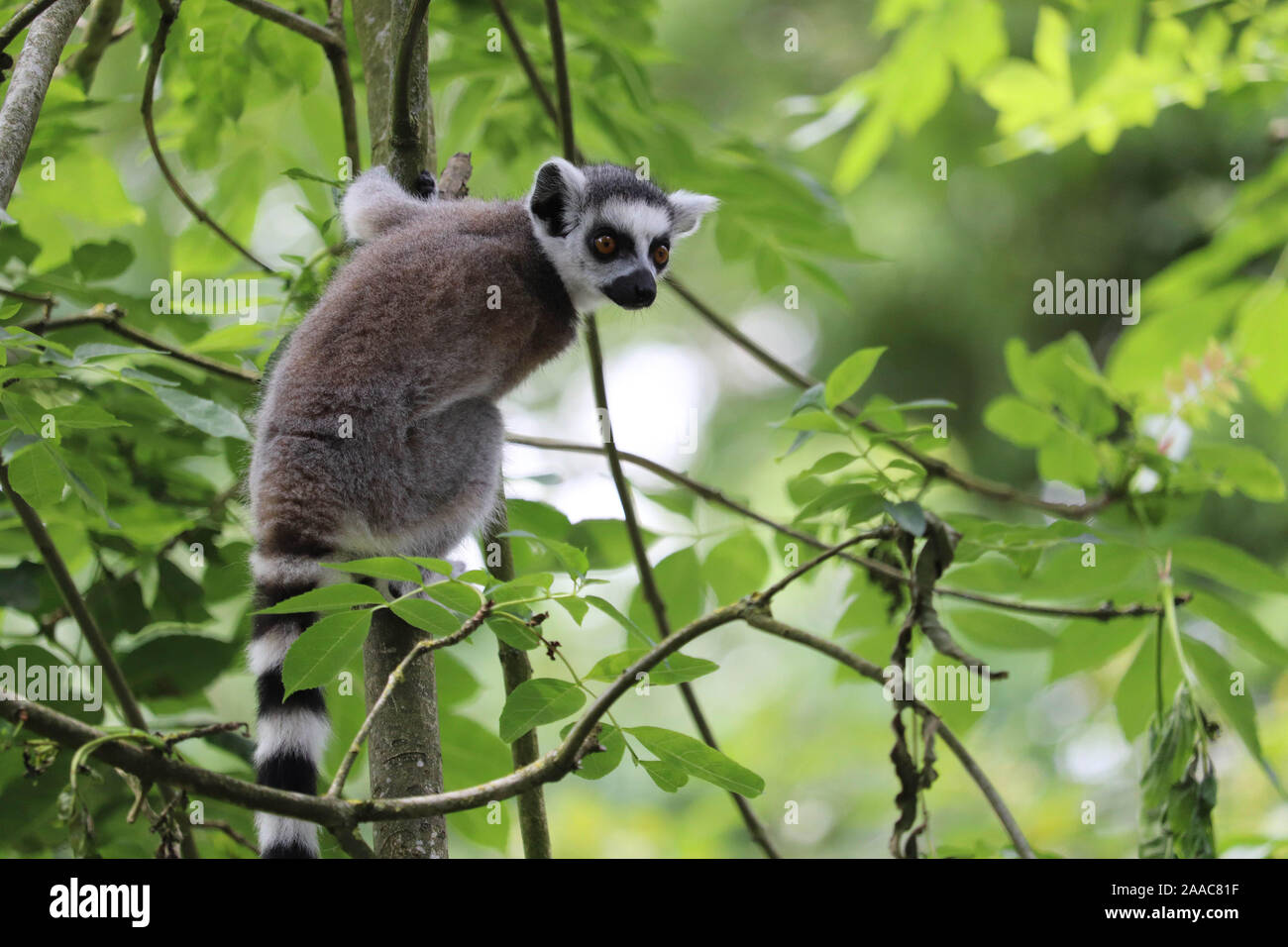 Männliche Ring-Tailed Lemur Spinne (Lemur catta) Stockfoto