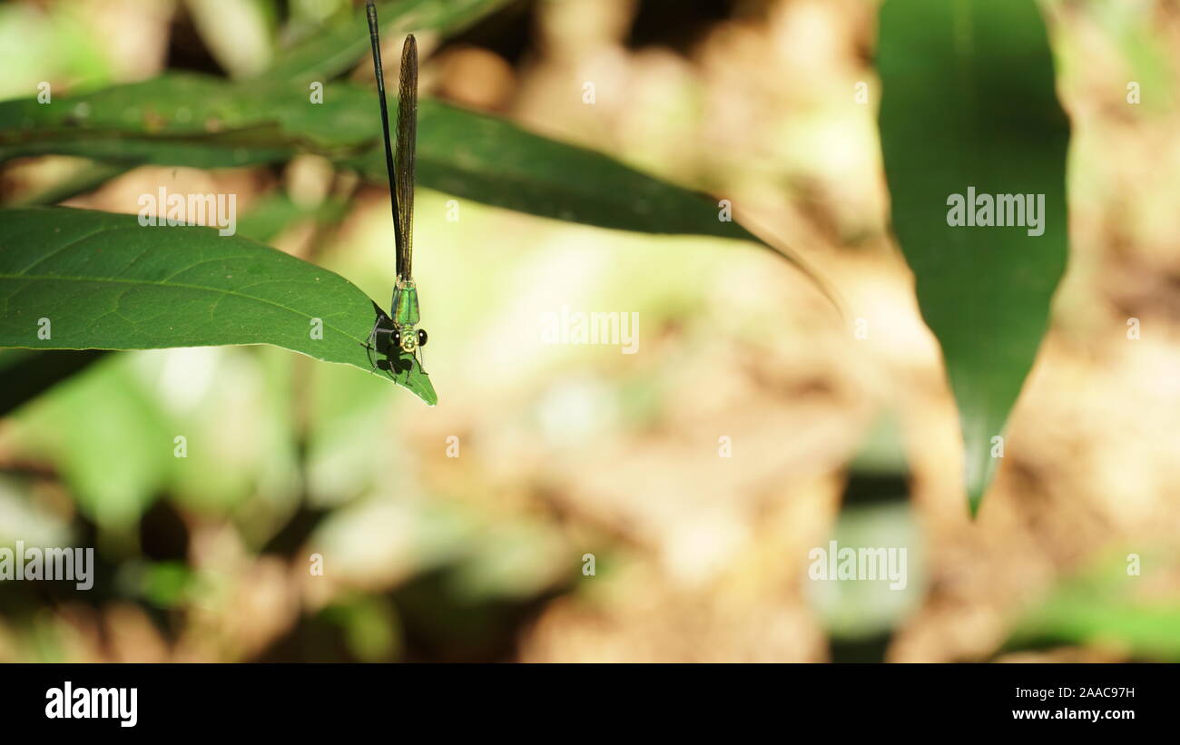 Eine schöne Libelle sitzt auf einem grünen Blatt. Natürliche Wildlife Fotografie. Stockfoto