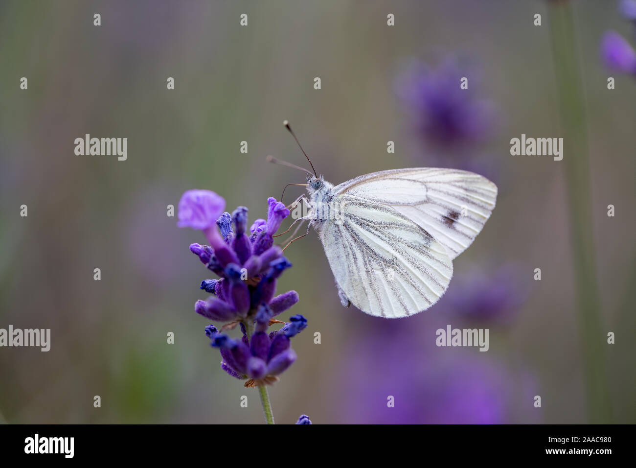 Lavendel und Schmetterling Stockfoto