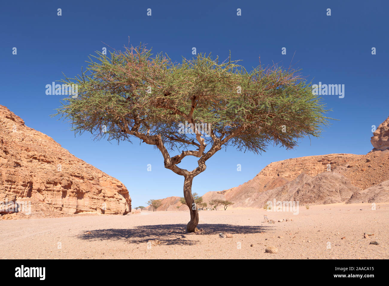 Einsame Akazie in der Wüste Sinai in der Nähe von Dahab, Ägypten Stockfoto