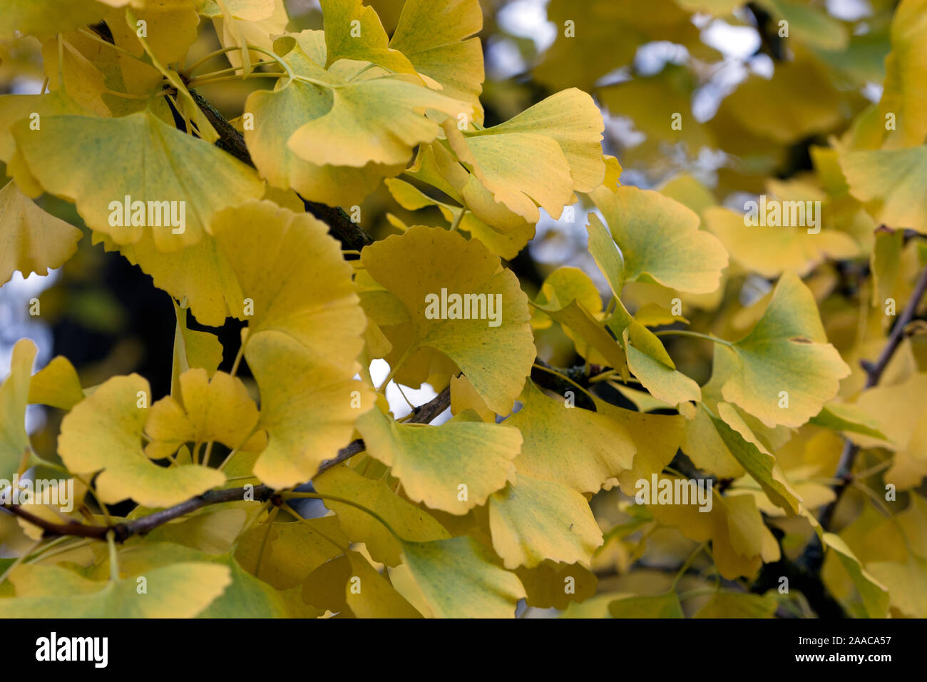 Ginkgo laub Fotos und Bildmaterial in hoher Auflösung Alamy