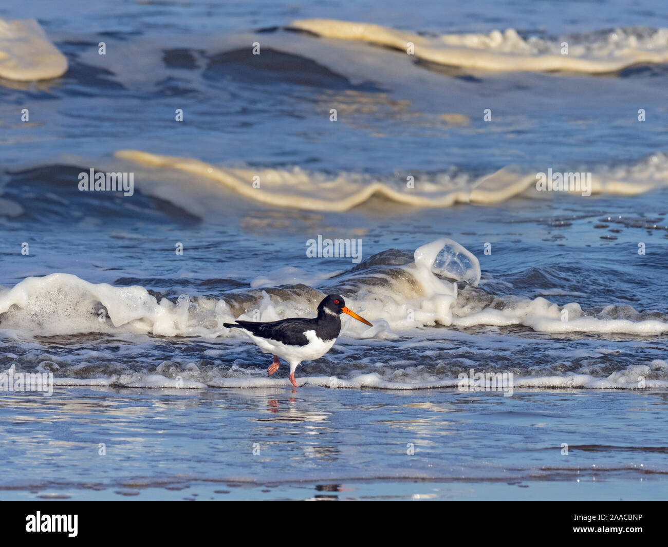 Oyster Catcher Haematopus ostralegus Fütterung auf Strand Titchwell Norfolk Stockfoto