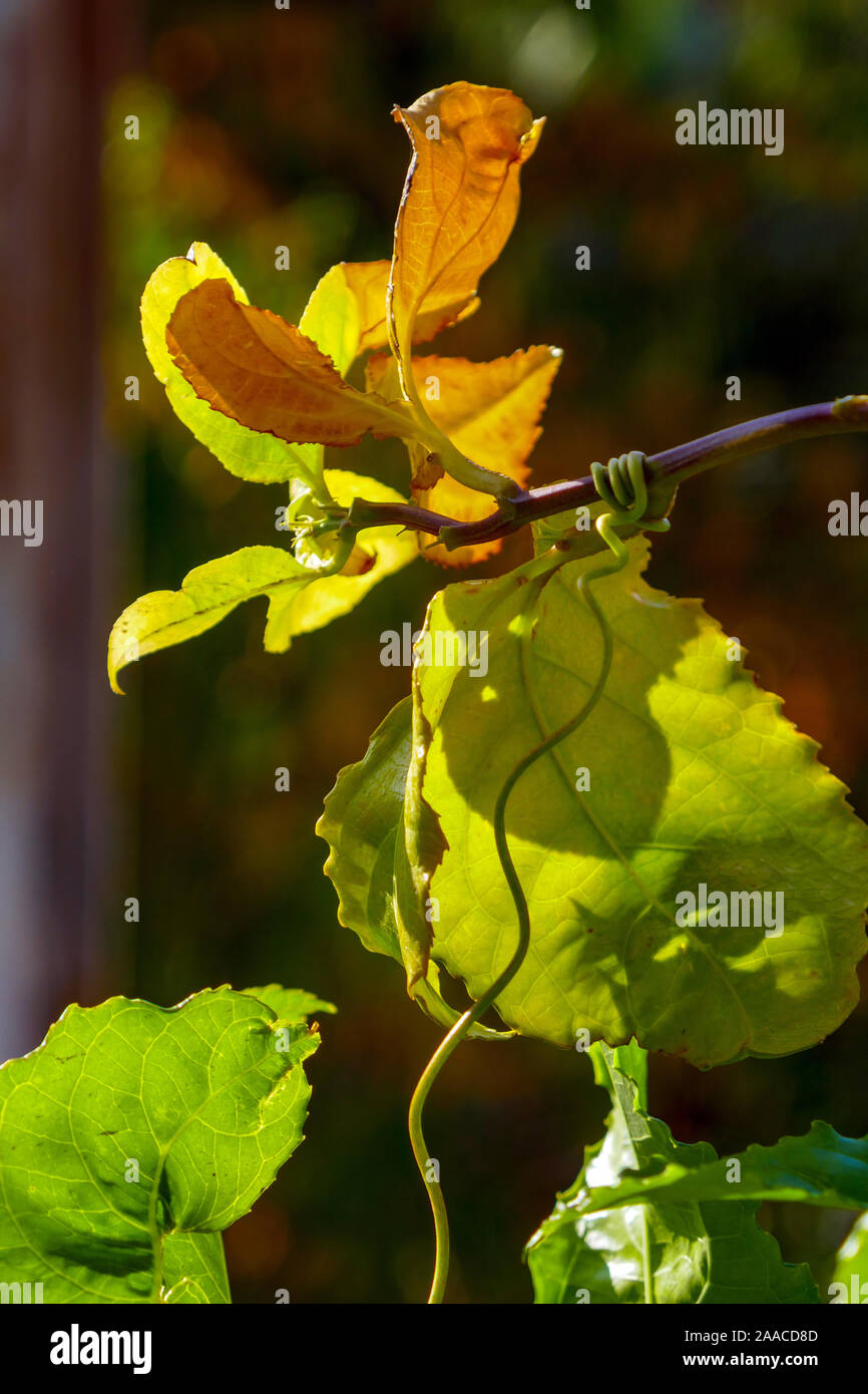 Ranken am Weinstock wickeln Runde Blätter, Antalya, Türkei, türkisch, Mittelmeer, Urlaub Stockfoto