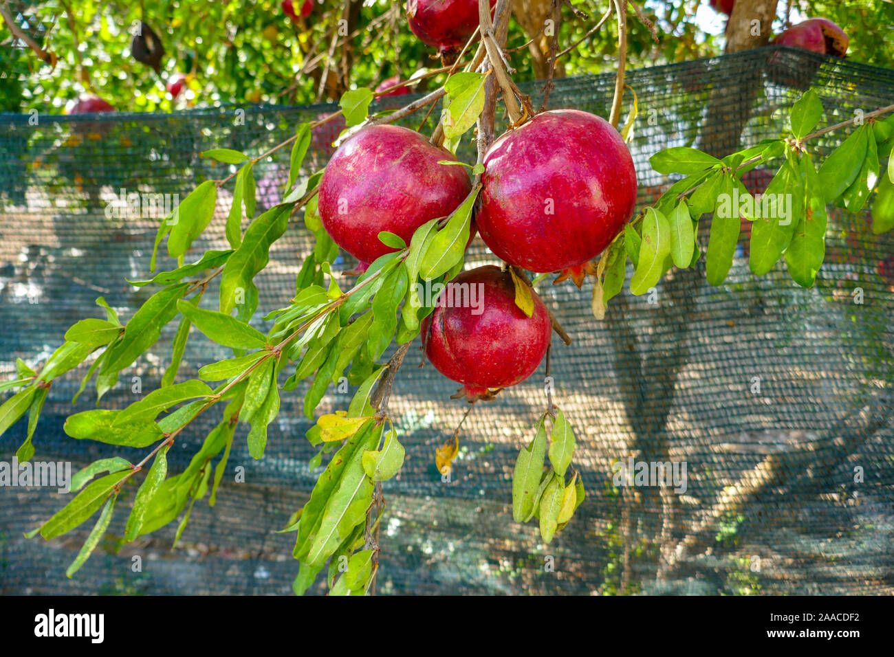 Frisches Obst, Granatapfel, Antalya, Türkei, türkisch, Mittelmeer, Urlaub Stockfoto