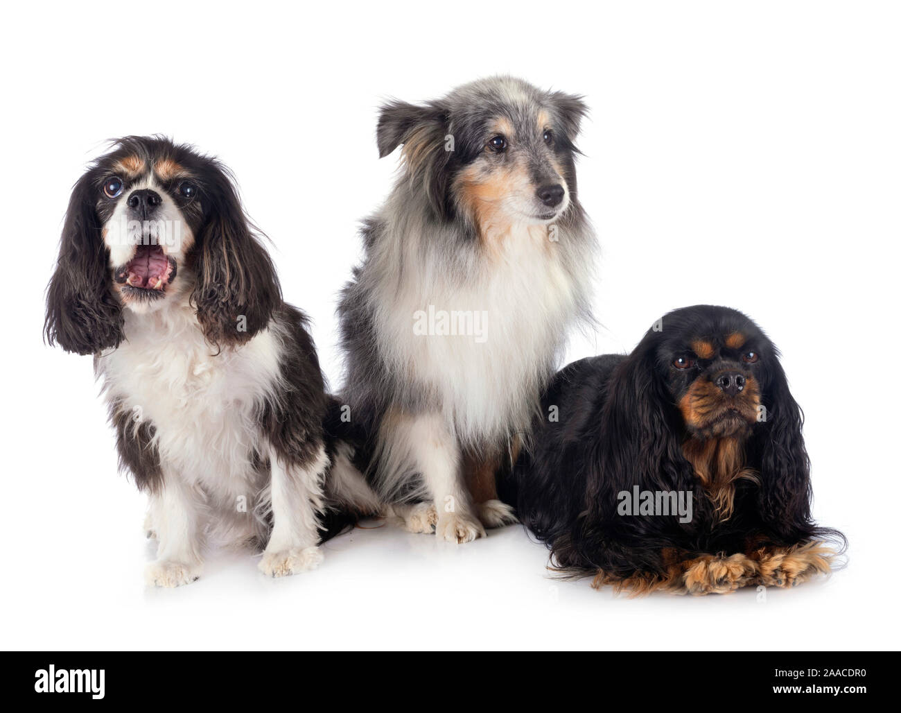 Cavalier King Charles drei kleine Hunde weißer Hintergrund Stockfoto