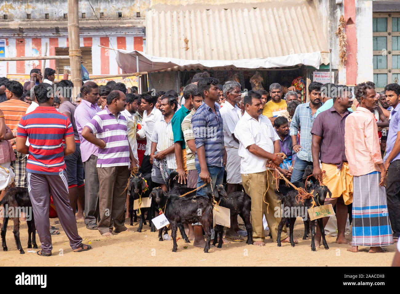 Anhänger im Einklang ihre Ziegen für die Ziege Opfer Zeremonie an kutti Kudi Festival in Trichy, Indien statt Holding warten Stockfoto