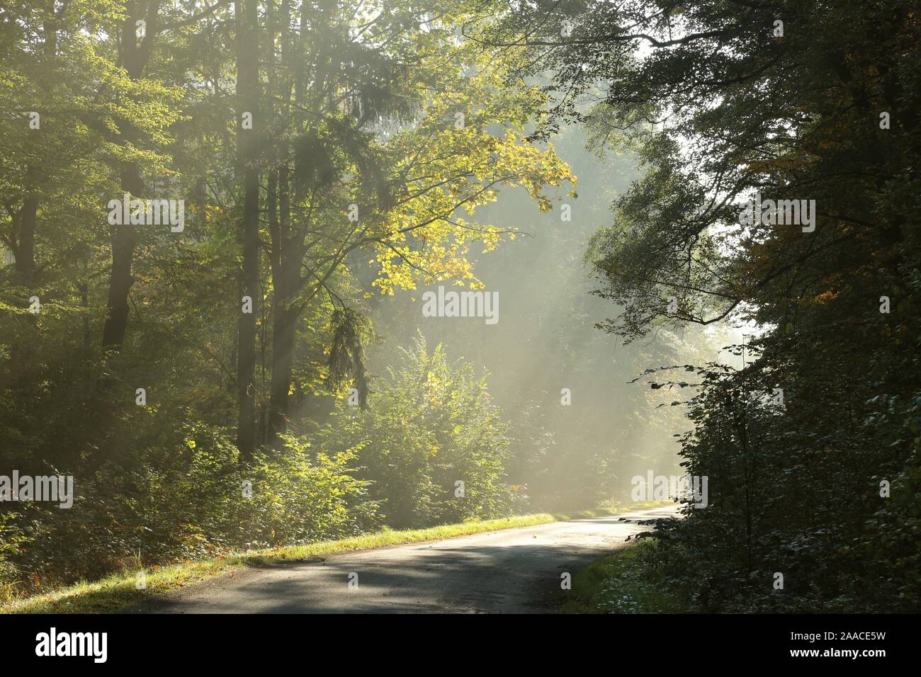 Ländliche Straße durch den nebligen Wald in der Dämmerung. Stockfoto