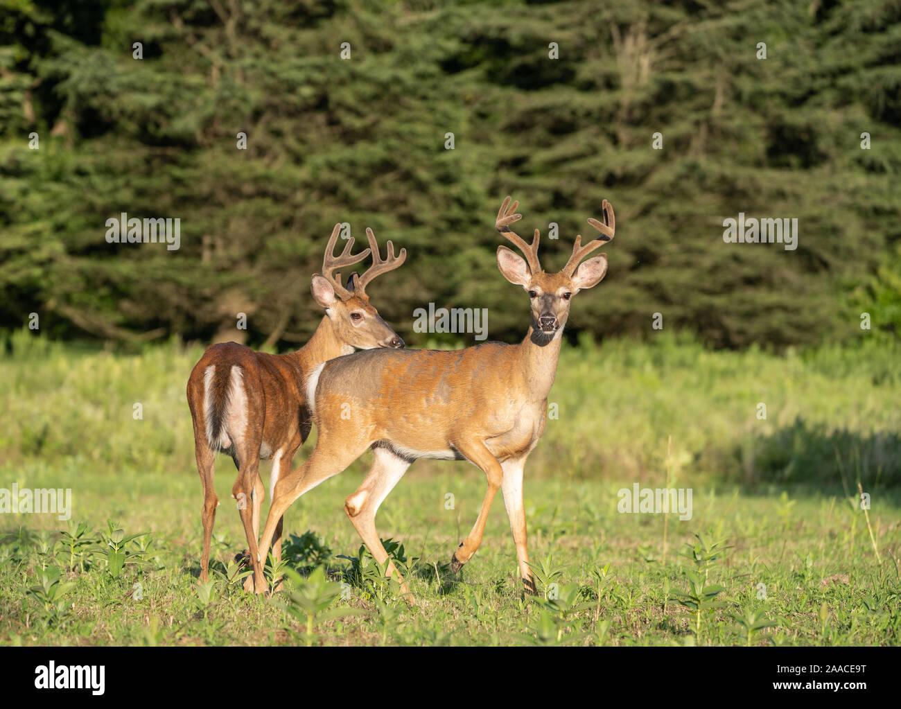 Zwei große männliche Weißwedelhirsche (Odocoileus virginianus) Wandern im Feld Stopp bei Fotografen zu suchen. Stockfoto