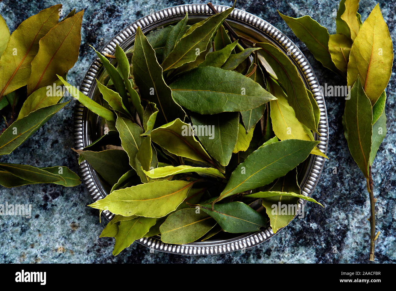 Lorbeer (Laurus nobilis), Tschechische Republik, Europa Stockfoto