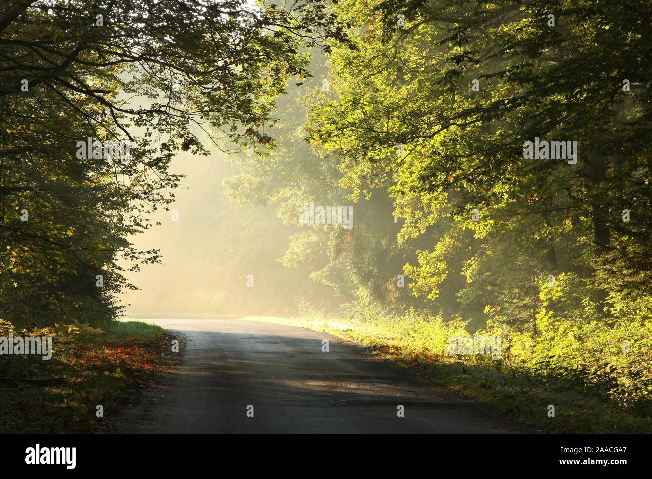 Ländliche Straße durch eine verzauberte Wald an einem nebligen Herbstmorgen. Stockfoto