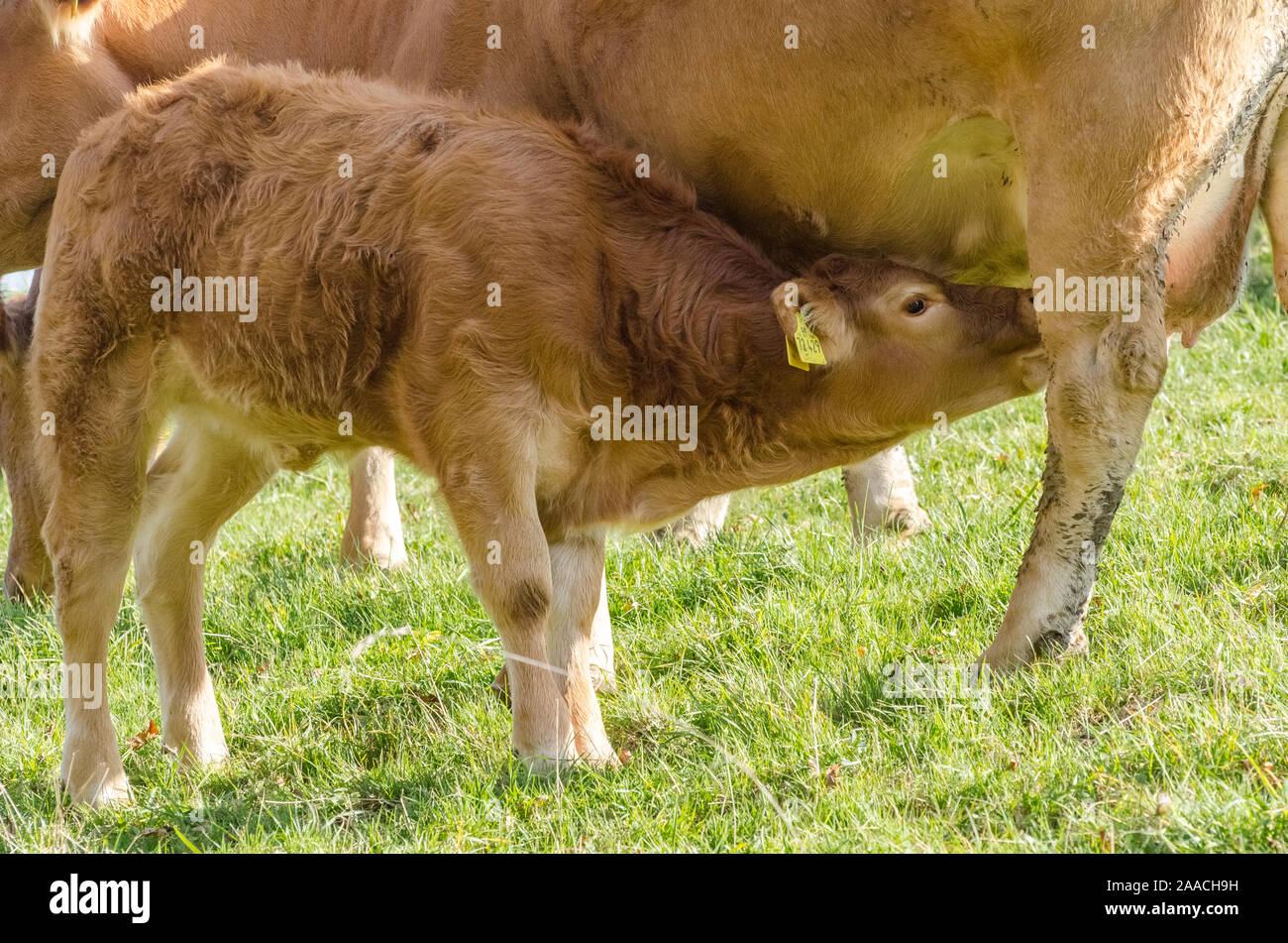 Junger Kälber trinken Milch aus dem Euter, inländische Rinder Viehbestand, Bos taurus, in der Nähe von Rinder Farm auf einer Weide in Deutschland, Westeuropa Stockfoto