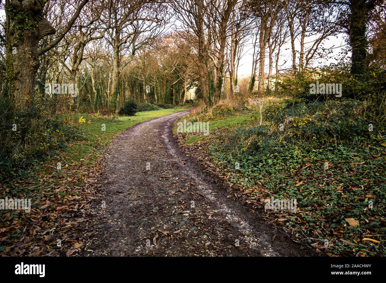 Einen schlammigen Weg in Colan Woods, der überwucherte Gelände des historischen Tanne Hill Manor in Colan Pfarrei in Newquay in Cornwall. Stockfoto