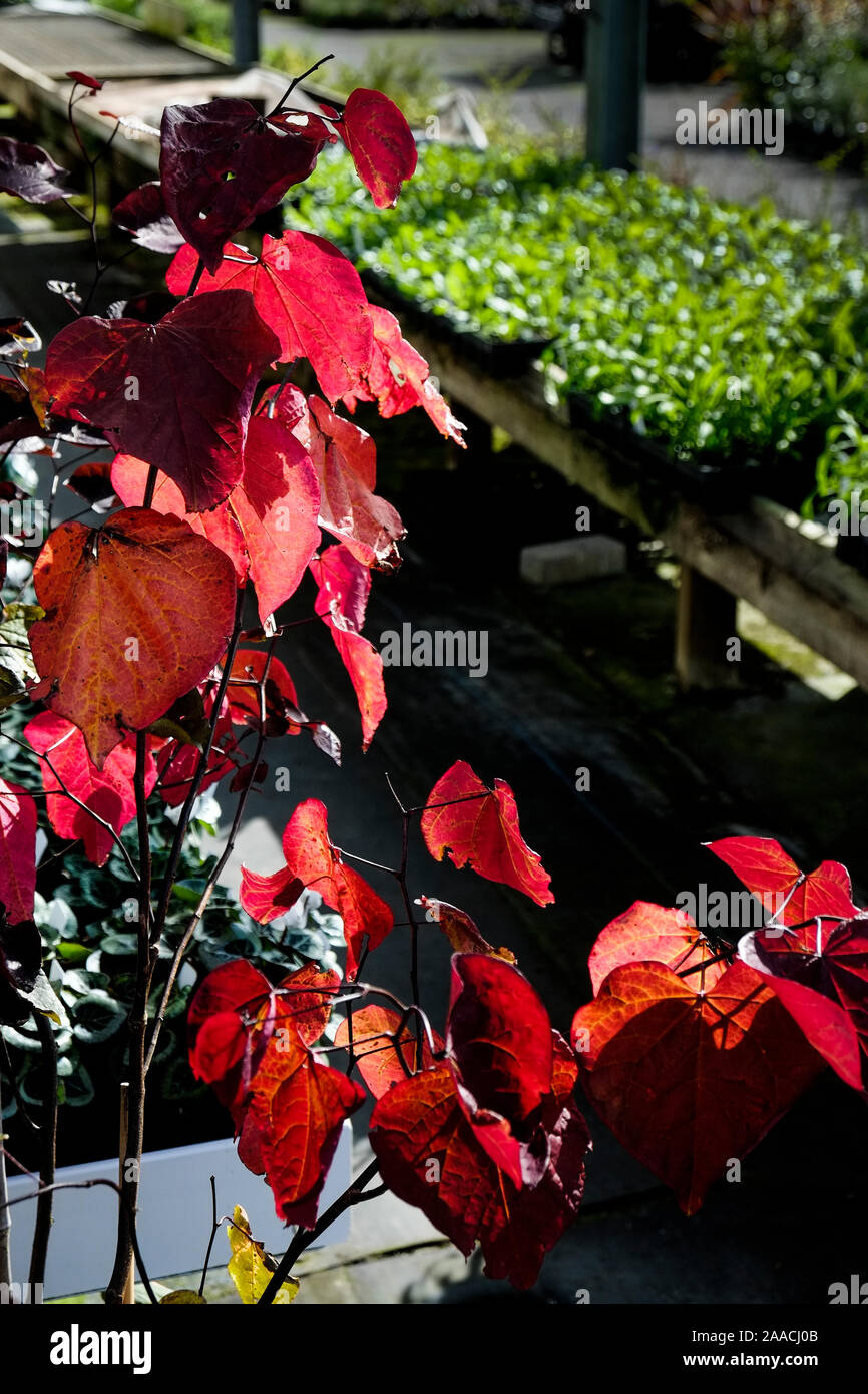 Sonnenlicht beleuchtet die bunten Blätter der Cercis canadensis Östlichen redbud in einer Gärtnerei. Stockfoto