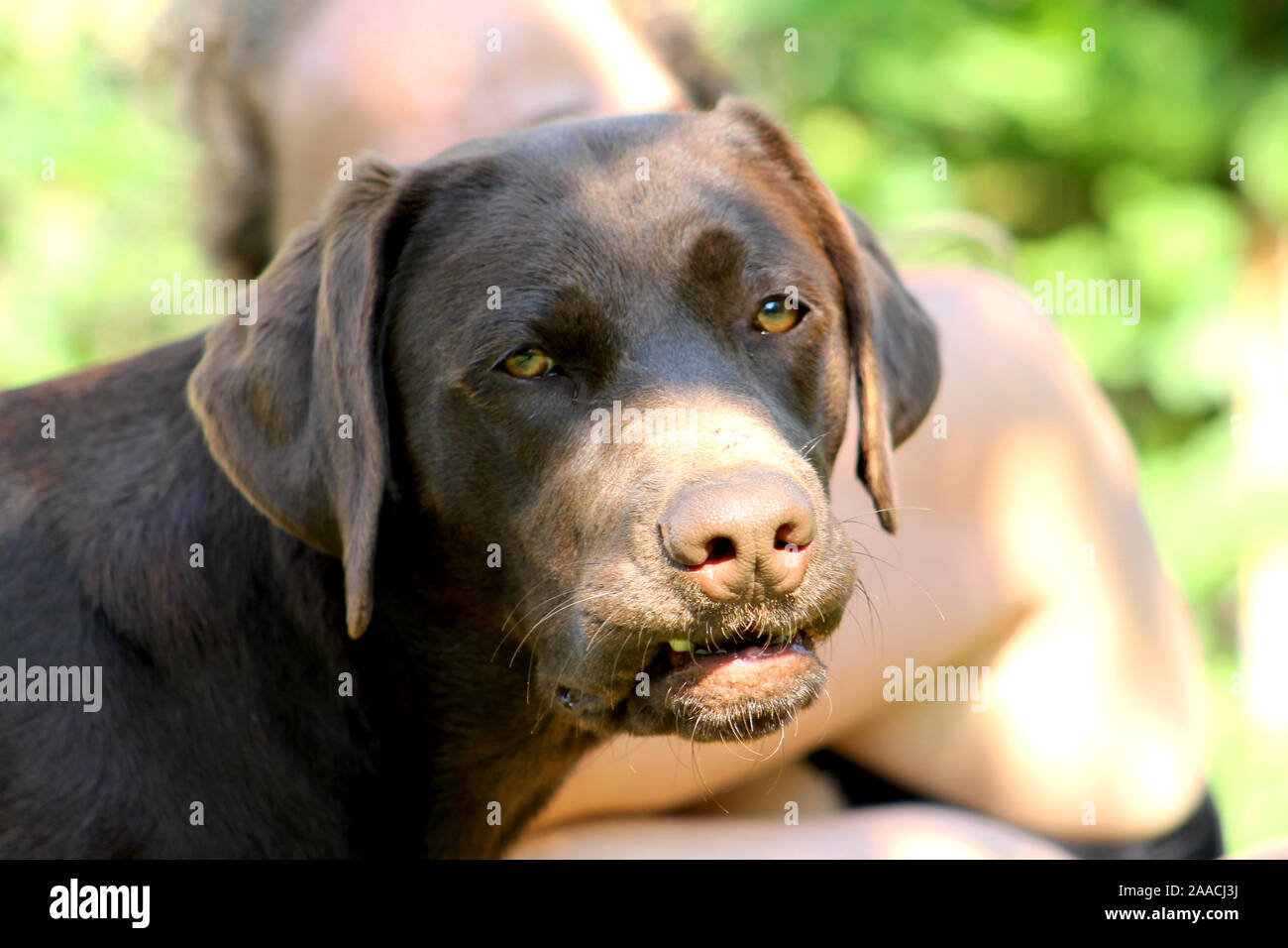 Brauner Labrador mit lustigen dummes Gesicht Stockfoto
