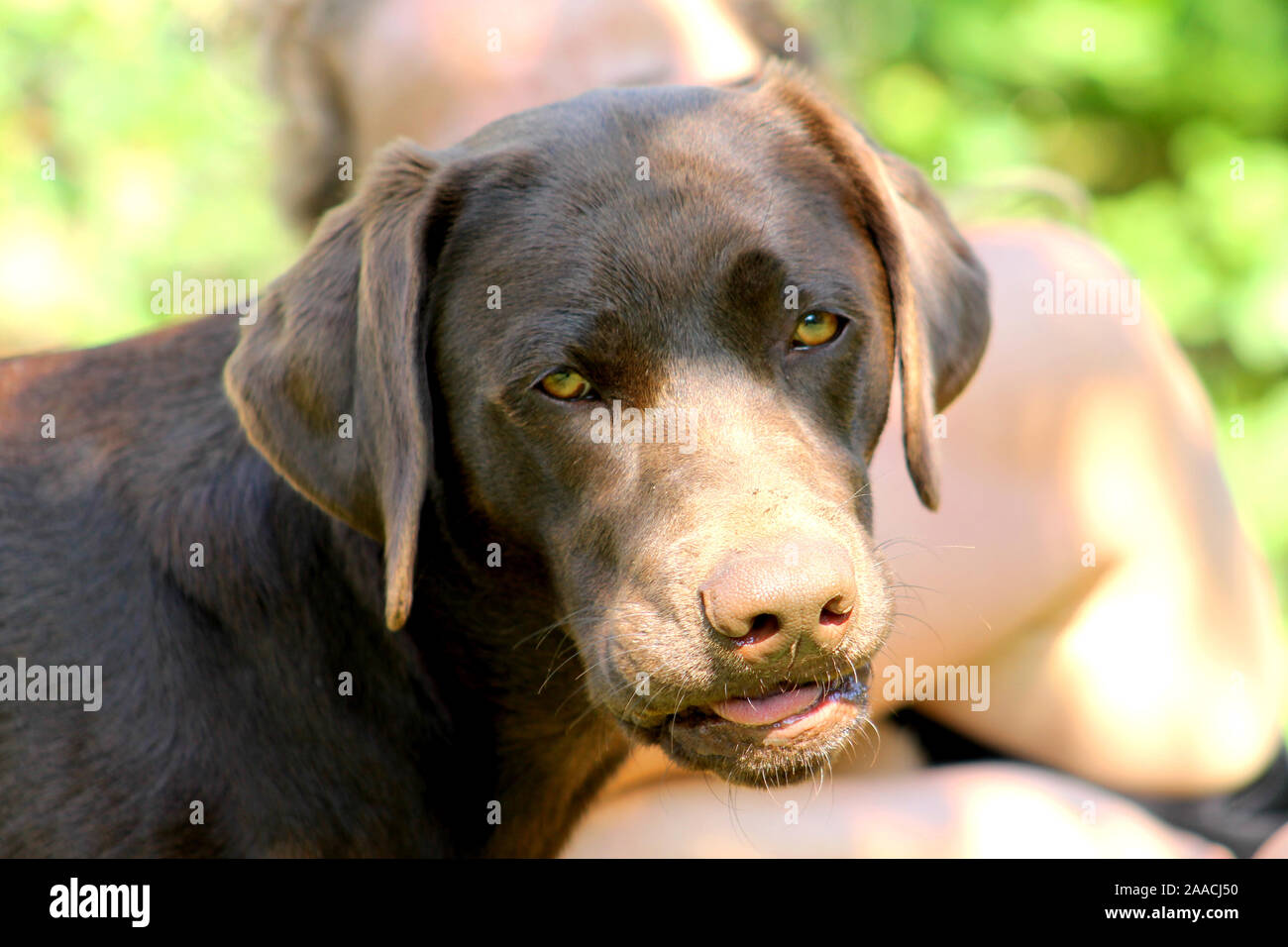 Brauner Labrador mit lustigen dummes Gesicht Stockfoto