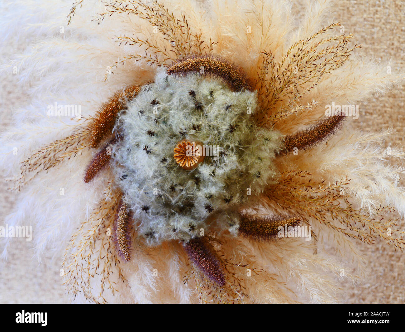 Getrocknetes gras Blumenarrangements Stockfoto