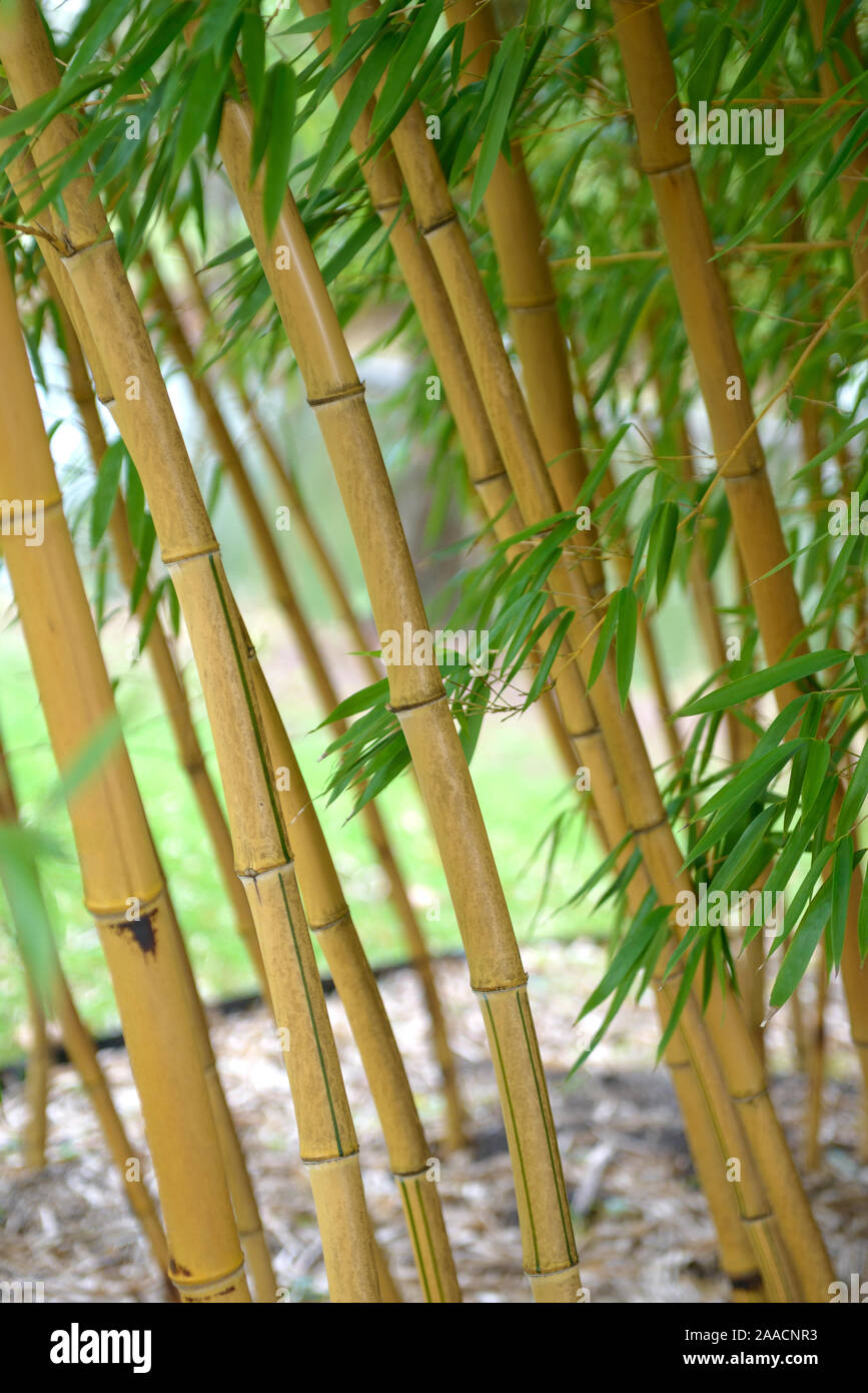 Phyllostachys aureocaulis Stockfotos und bilder Kaufen Alamy