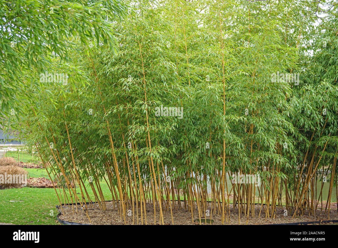 Vivax-Flachrohrbambus (Phyllostachys vivax 'Aureocaulis') Stockfoto