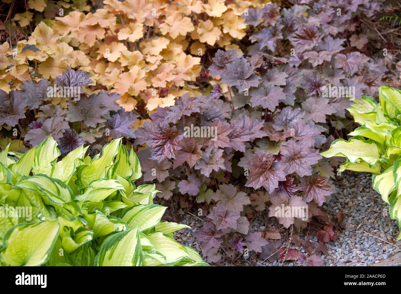 (Purpurglˆckchen Heuchera 'Palace Purple'), Purpurglˆckchen (Heuchera 'Karamell'), (Goldblatt-Funkie Hosta 'Gold Standard') Stockfoto (Purpurglˆckchen Heuchera 'Palace Purple'), Purpurglˆckchen (Heuchera 'Karamell'), (Goldblatt-Funkie Hosta 'Gold Standard') Stockfoto