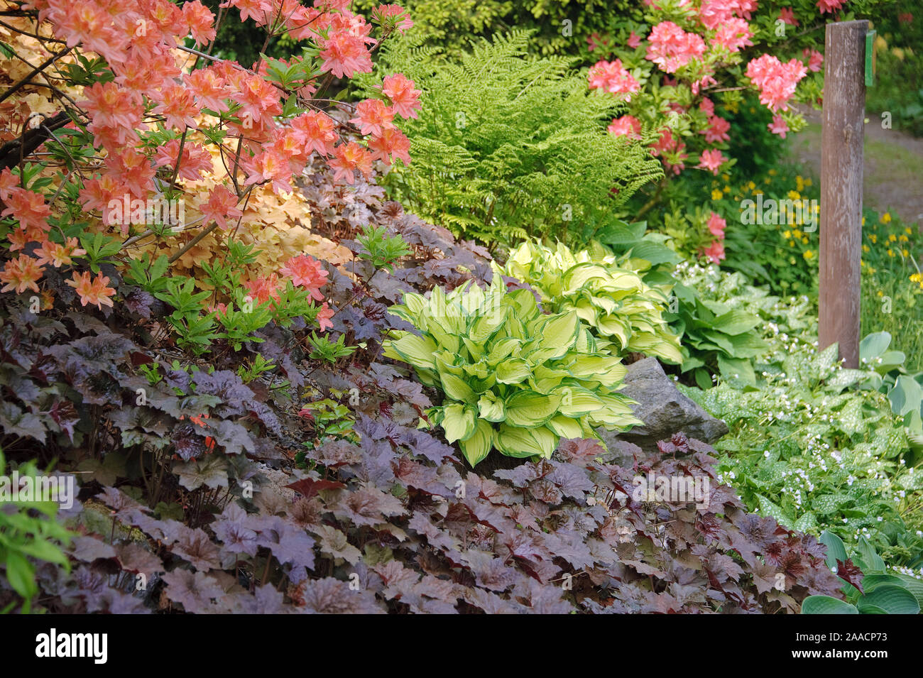 (Goldblatt-Funkie Hosta 'Gold Standard'), Purpurglˆckchen (Heuchera 'Palace Purple'), 'ne Sommergr Azalee (Rhododendron molle) Stockfoto (Goldblatt-Funkie Hosta 'Gold Standard'), Purpurglˆckchen (Heuchera 'Palace Purple'), 'ne Sommergr Azalee (Rhododendron molle) Stockfoto