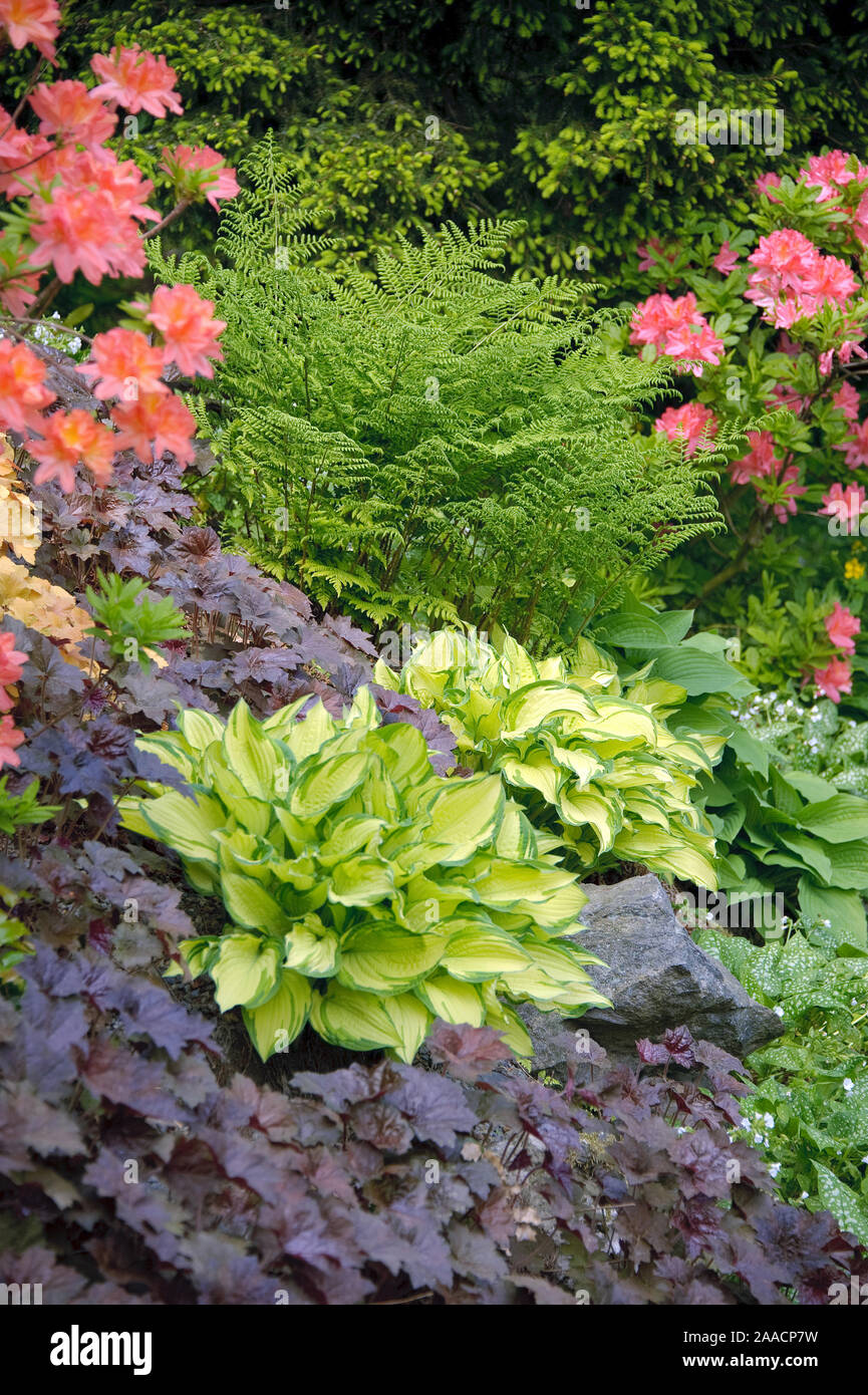 (Goldblatt-Funkie Hosta 'Gold Standard'), Purpurglˆckchen (Heuchera 'Palace Purple'), 'ne Sommergr Azalee (Rhododendron molle) Stockfoto (Goldblatt-Funkie Hosta 'Gold Standard'), Purpurglˆckchen (Heuchera 'Palace Purple'), 'ne Sommergr Azalee (Rhododendron molle) Stockfoto