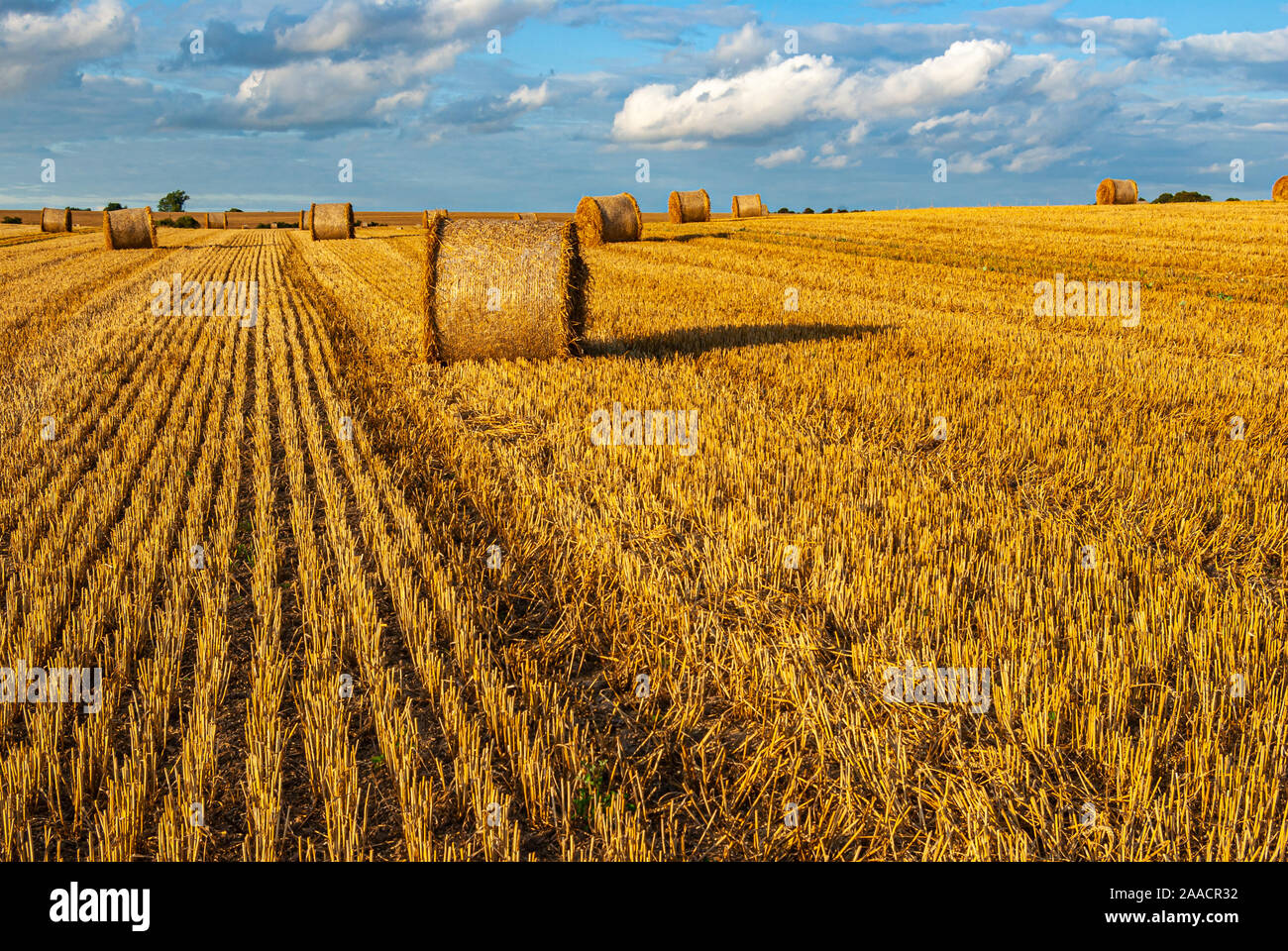 Strohballen auf einem Abgeernteten abpflücken am Ende des Sommers. Stockfoto