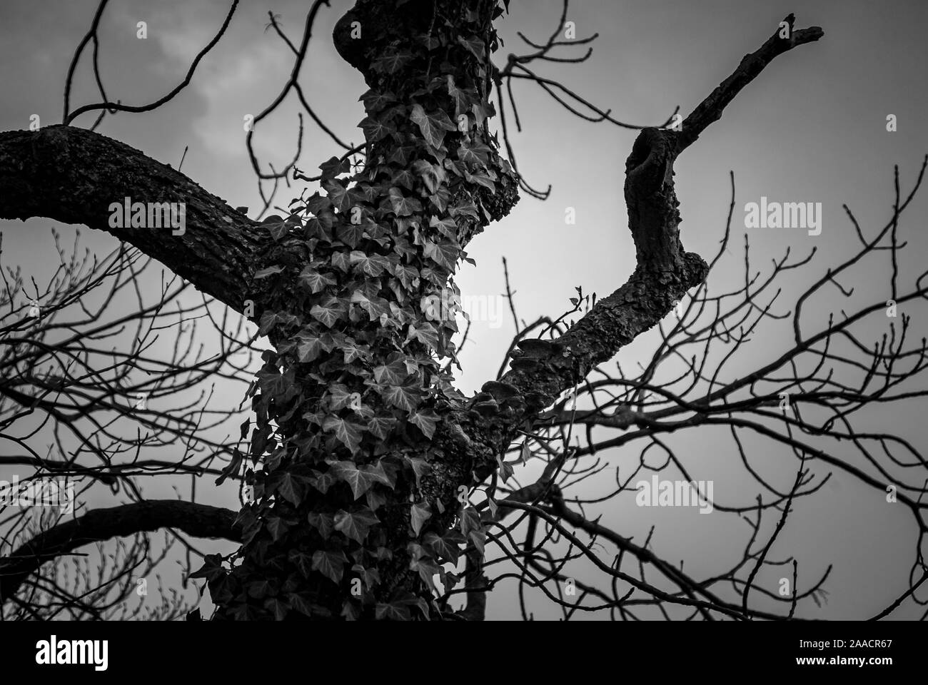 Solitairy, Spooky, mit Efeu bewachsenen Baum in Schwarz und Weiß. Stockfoto