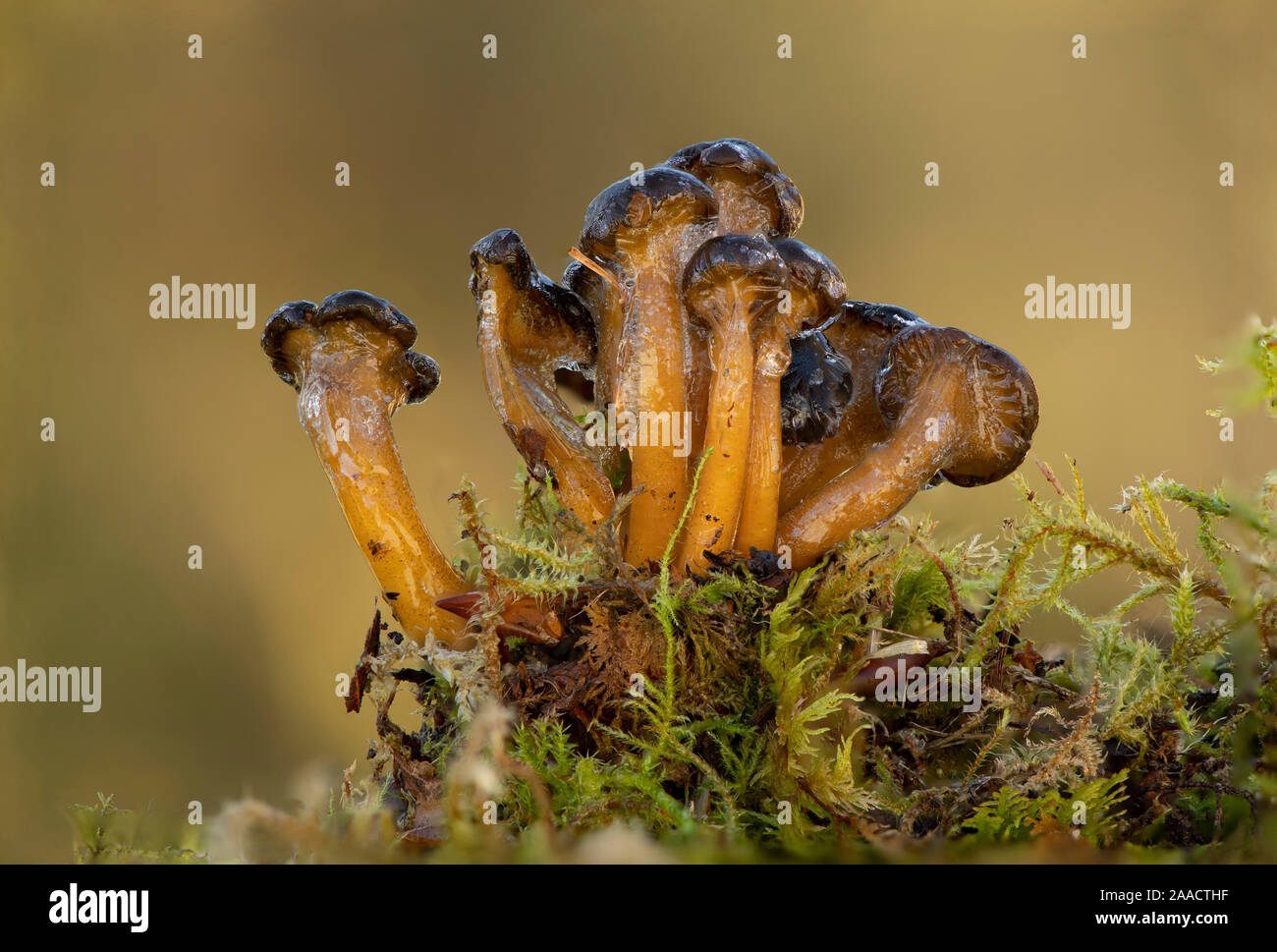 Gummibärchen (Leotia lubrica), im Moos eingefroren, Dumfries, Schottland SW Stockfoto