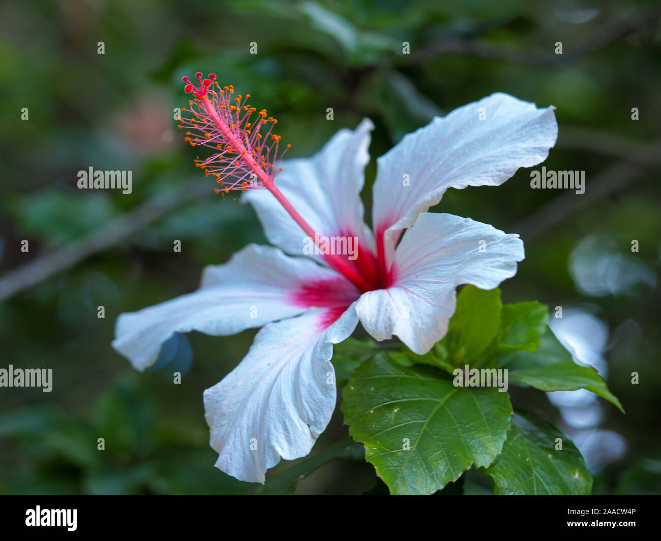 Schöne große Hibiskus Blume mit weißen und roten Blüten im Garten Stockfoto