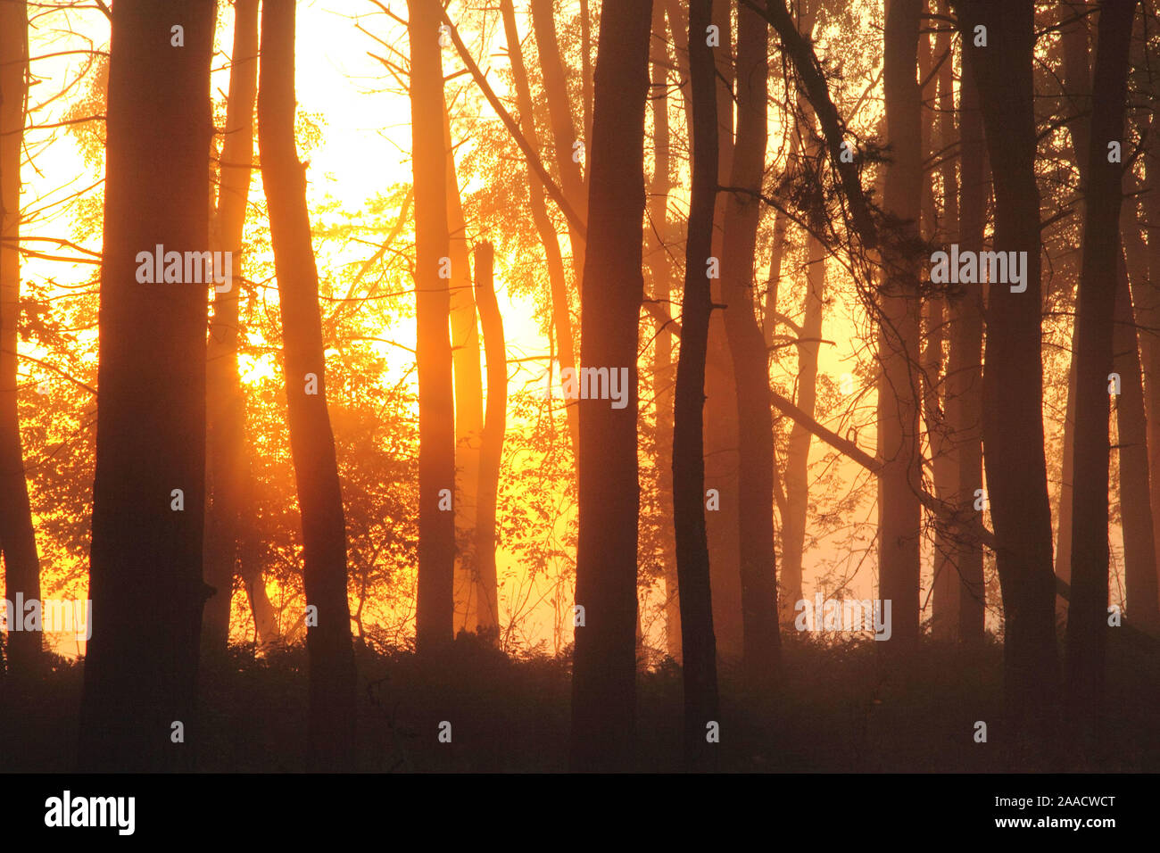 Sonnenaufgang am Niederrhein Stockfoto